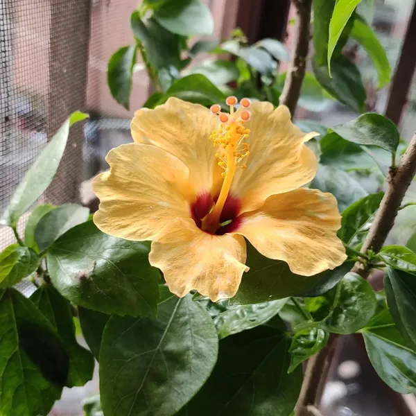 Hibiscus_Plant_(Hybrid,_Pack_of_1)