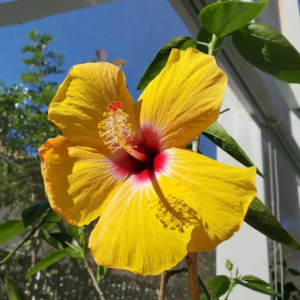 Hibiscus_Plant_(Hybrid,_Pack_of_1)