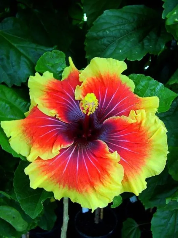 Hibiscus_Plant_(Hybrid,_Pack_of_1)