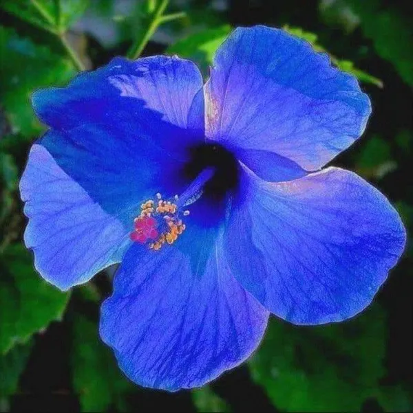 Hibiscus_Plant_(Hybrid,_Pack_of_1)