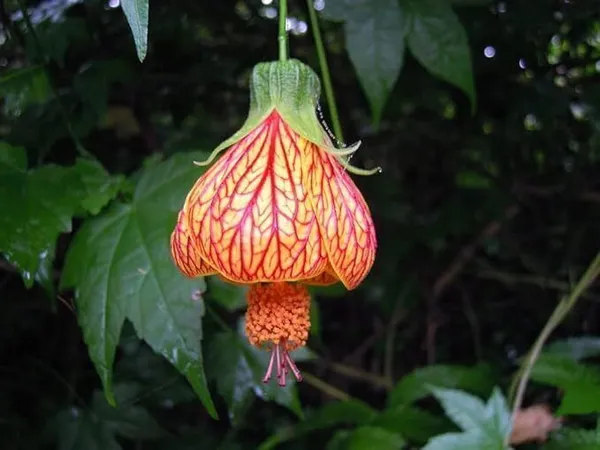 Hibiscus_Plant_(Hybrid,_Pack_of_1)