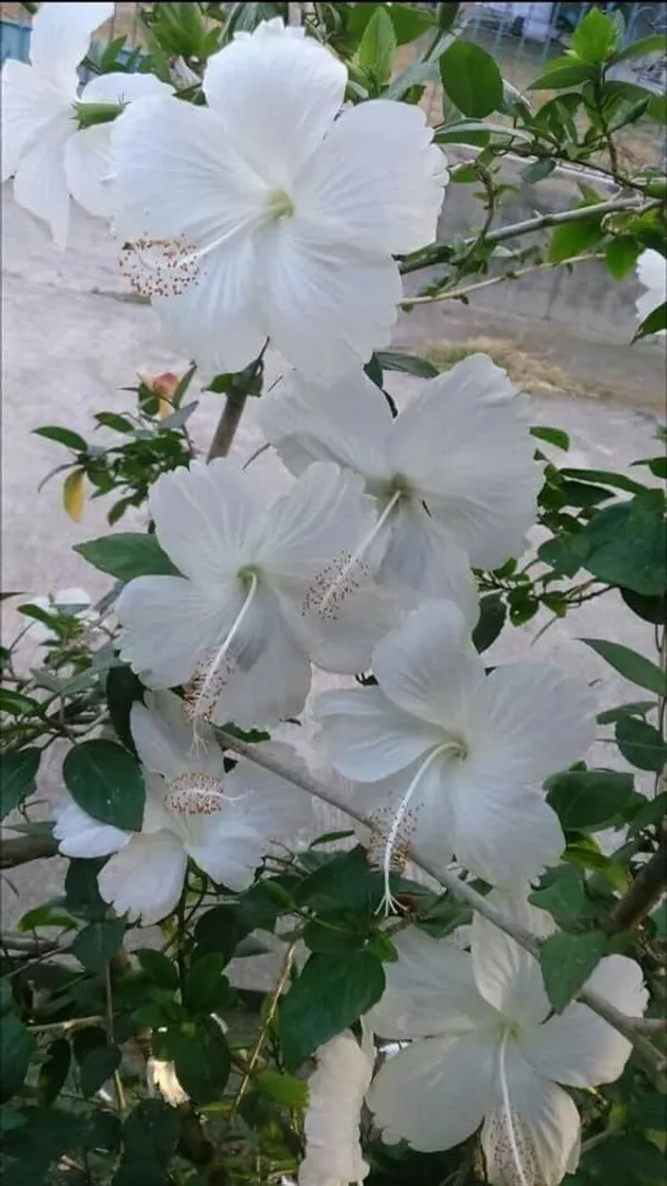 Hibiscus_Plant_(Hybrid,_Pack_of_1)