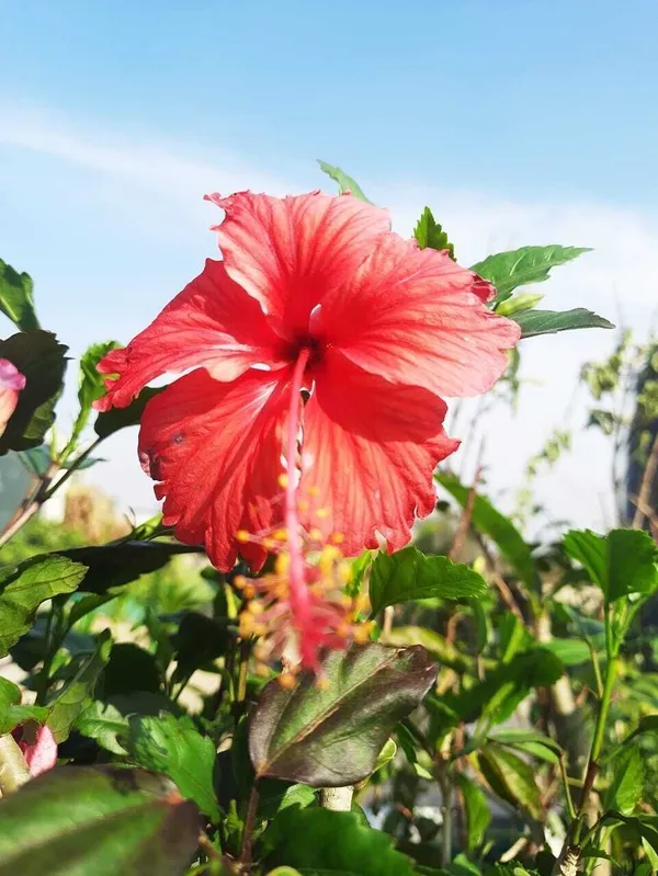 Hibiscus_Plant_(Hybrid,_Pack_of_1)