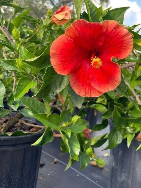 Hibiscus_Plant_(Hybrid,_Pack_of_1)