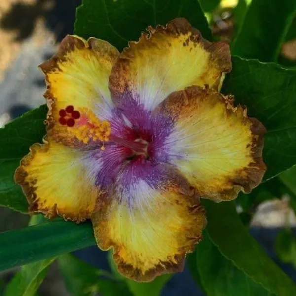 Hibiscus_Plant_(Hybrid,_Pack_of_1)