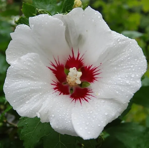 Hibiscus_Plant_(Hybrid,_Pack_of_1)