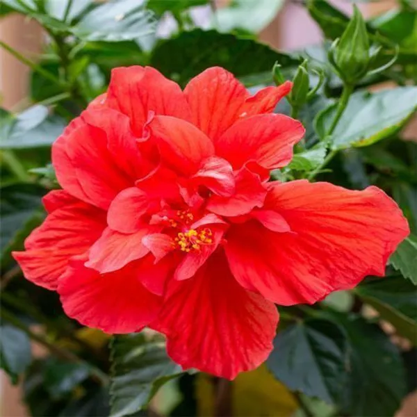Hibiscus_Plant_(Hybrid,_Pack_of_1)