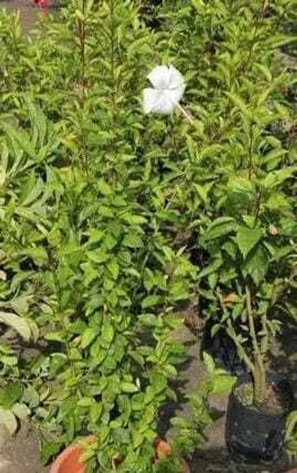 Hibiscus_Plant_(Hybrid,_Pack_of_1)