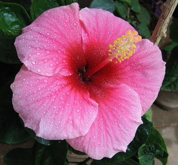 Hibiscus_Plant_(Hybrid,_Pack_of_1)