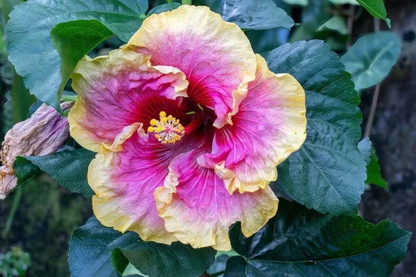 Hibiscus_Plant_(Hybrid,_Pack_of_1)