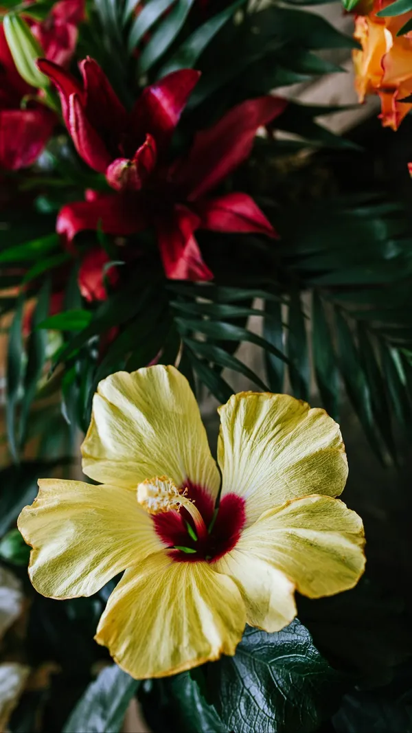 Hibiscus_Plant_(Hybrid,_Pack_of_1)