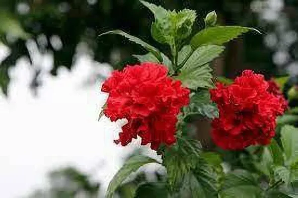 Hibiscus_Plant_(Hybrid,_Pack_of_1)