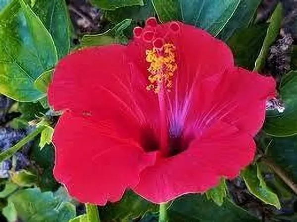 Hibiscus_Plant_(Hybrid,_Pack_of_1)