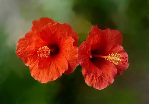 Hibiscus_Plant_(Hybrid,_Pack_of_1)