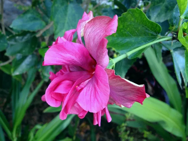 Hibiscus_Plant_(Hybrid,_Pack_of_1)