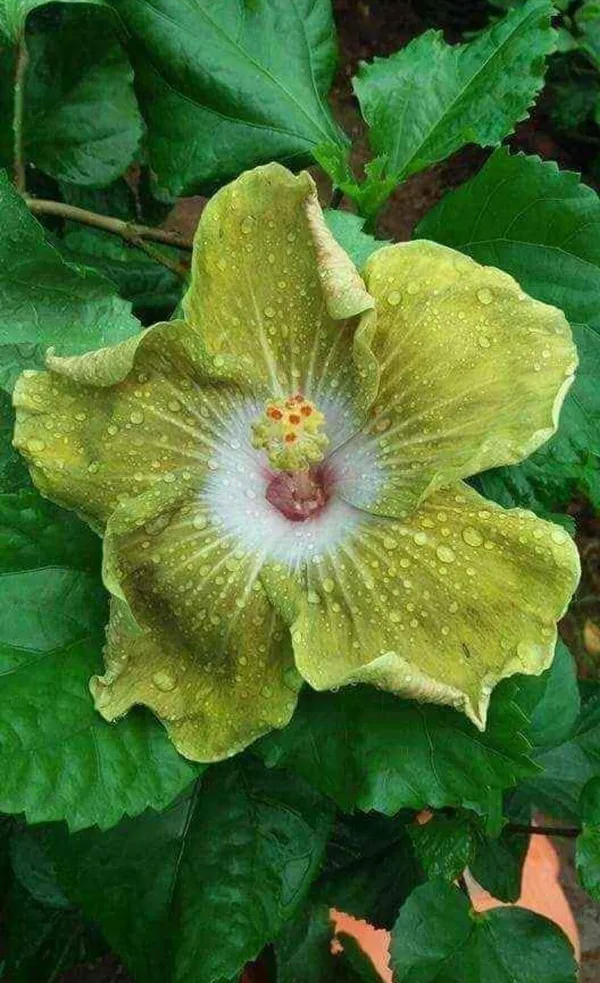 Hibiscus_Plant_(Hybrid,_Pack_of_1)