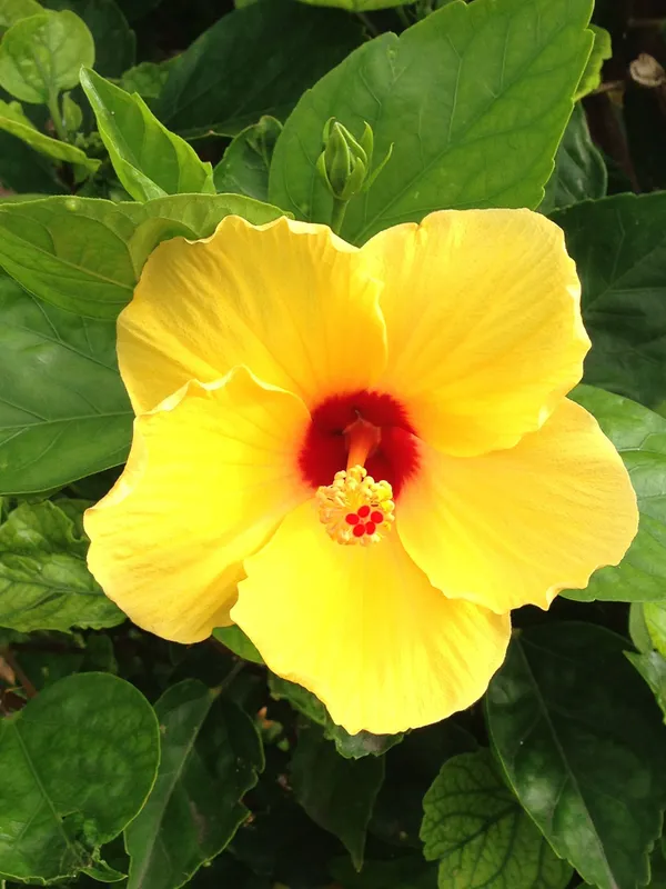 Hibiscus_Plant_(Hybrid,_Pack_of_1)