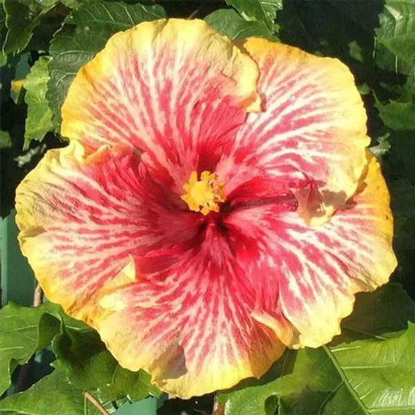 Hibiscus_Plant_(Hybrid,_Pack_of_1)