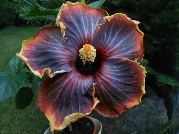Hibiscus_Plant_(Hybrid,_Pack_of_1)