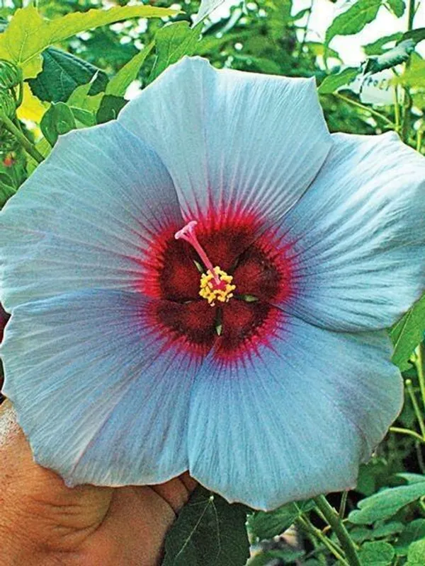 Hibiscus_Plant_(Hybrid,_Pack_of_1)