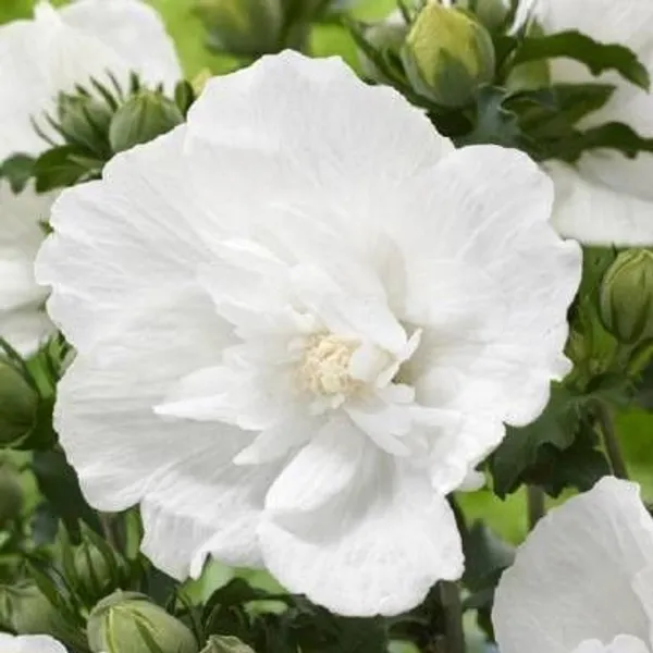 Hibiscus_Plant_(Hybrid,_Pack_of_1)