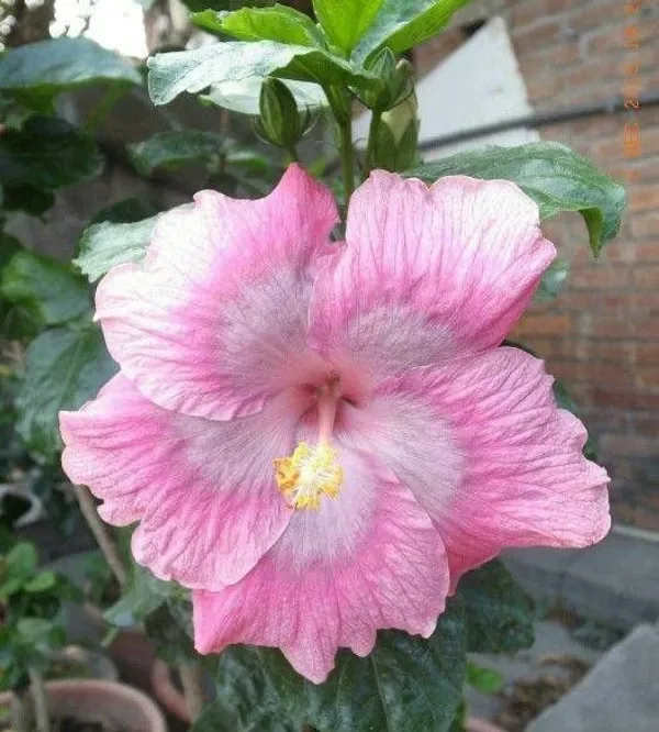 Hibiscus_Plant_(Hybrid,_Pack_of_1)