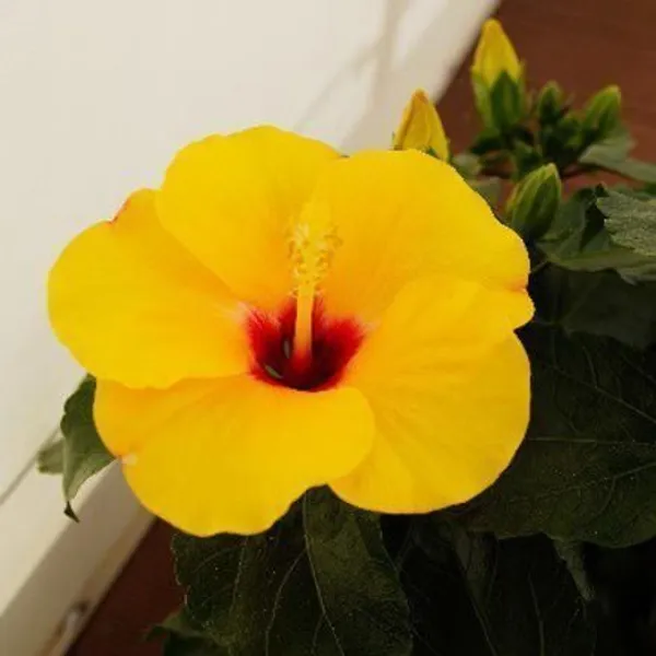 Hibiscus_Plant_(Hybrid,_Pack_of_1)