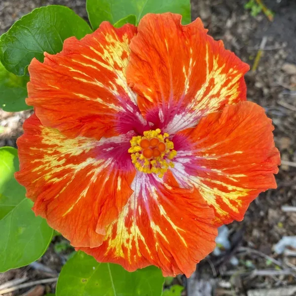 Hibiscus_Plant_(Hybrid,_Pack_of_1)