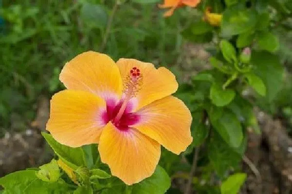 Hibiscus_Plant_(Hybrid,_Pack_of_1)