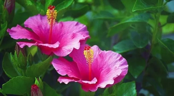Hibiscus_Plant_(Hybrid,_Pack_of_1)