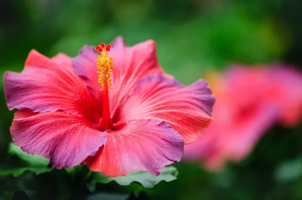 Hibiscus_Plant_(Hybrid,_Pack_of_1)