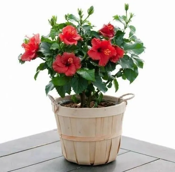 Hibiscus_Plant_(Hybrid,_Pack_of_1)
