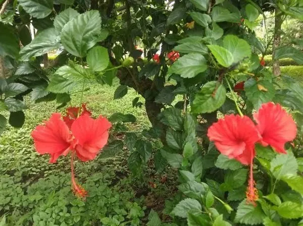Hibiscus_Plant_(Hybrid,_Pack_of_1)