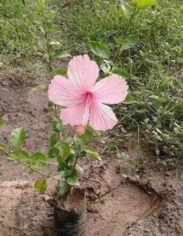 Hibiscus_Plant_(Hybrid,_Pack_of_1)