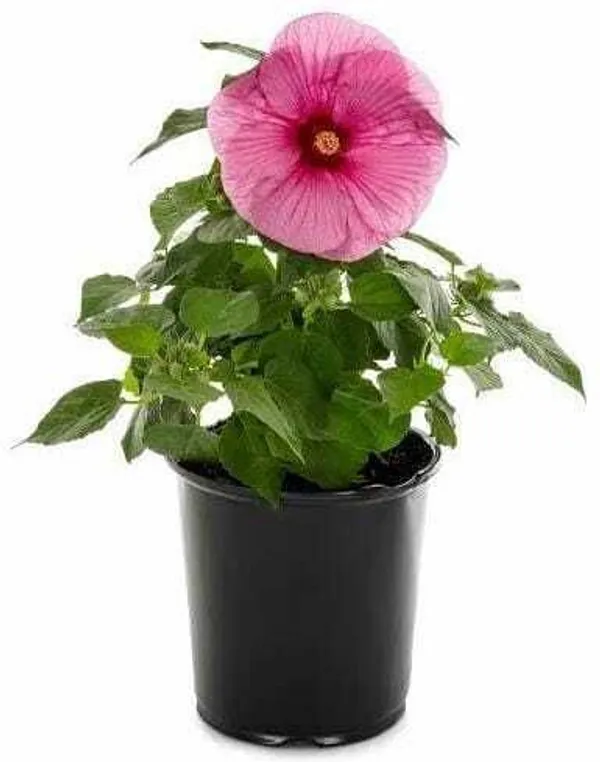 Hibiscus_Plant_(Hybrid,_Pack_of_1)