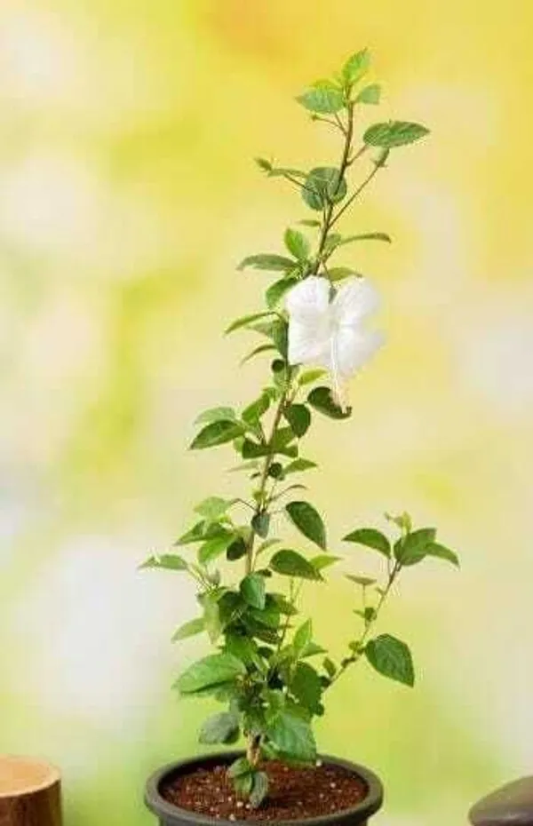 Hibiscus_Plant_(Hybrid,_Pack_of_1)