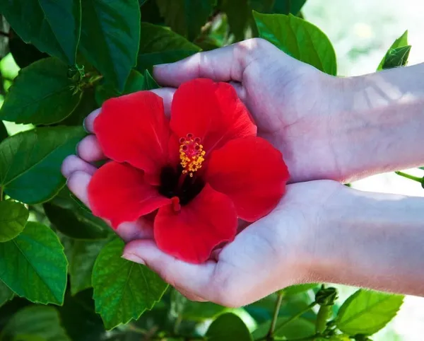 Hibiscus_Plant_(Hybrid,_Pack_of_1)