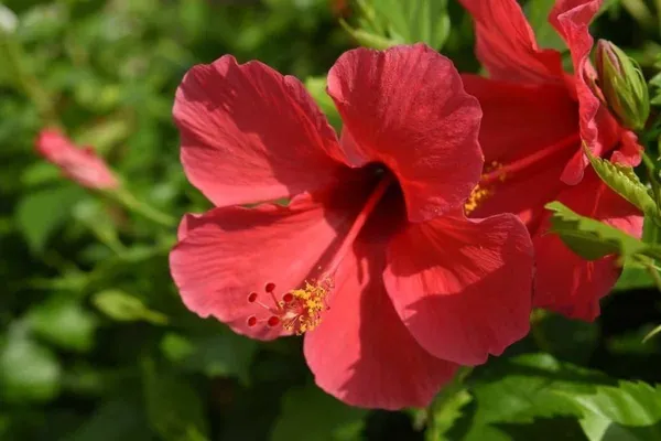 Hibiscus_Plant_(Hybrid,_Pack_of_1)
