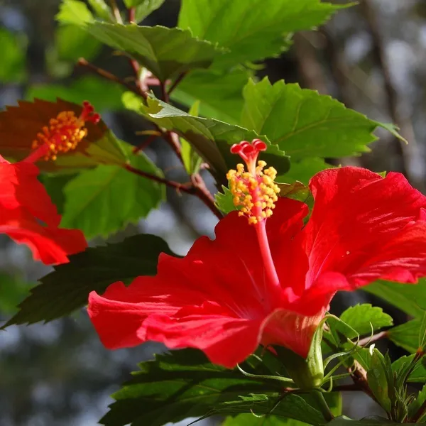 Hibiscus_Plant_(Hybrid,_Pack_of_1)