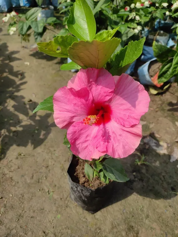 Hibiscus_Plant_(Hybrid,_Pack_of_1)