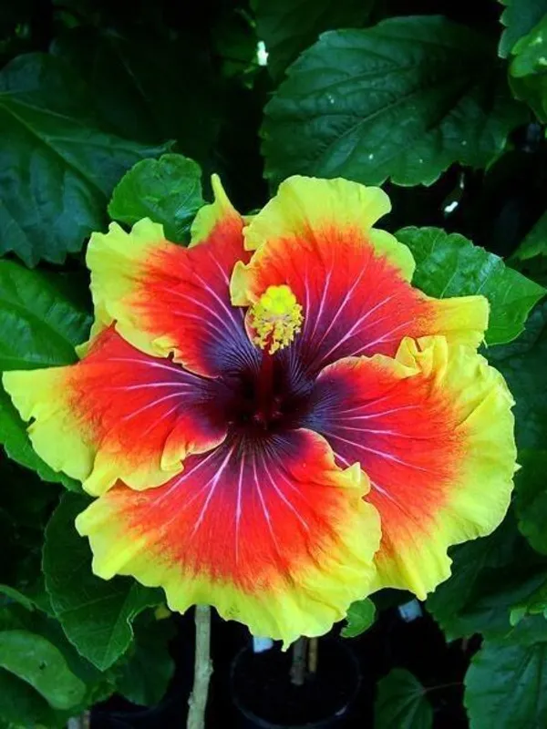 Hibiscus_Plant_(Hybrid,_Pack_of_1)