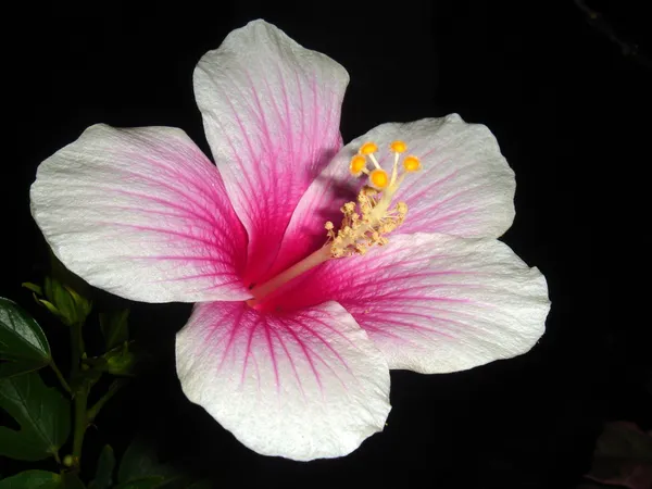 Hibiscus_Plant_(Hybrid,_Pack_of_1)
