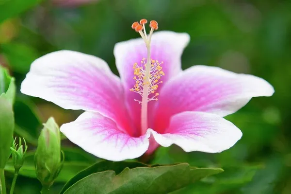 Hibiscus_Plant_(Hybrid,_Pack_of_1)