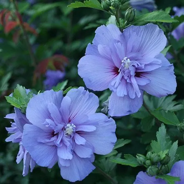 Hibiscus_Plant_(Hybrid,_Pack_of_1)