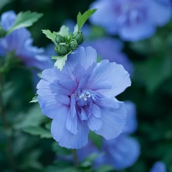 Hibiscus_Plant_(Hybrid,_Pack_of_1)
