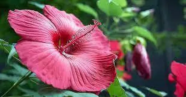 Hibiscus_Plant_(Hybrid,_Pack_of_1)