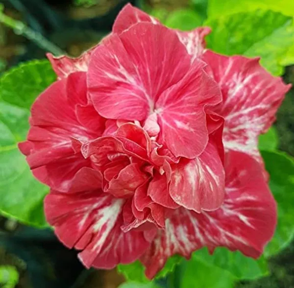 Hibiscus_Plant_(Hybrid,_Pack_of_1)