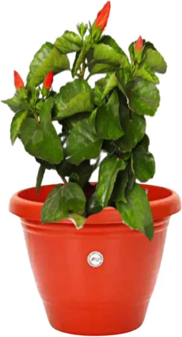 Hibiscus_Plant_(Hybrid,_Pack_of_1)
