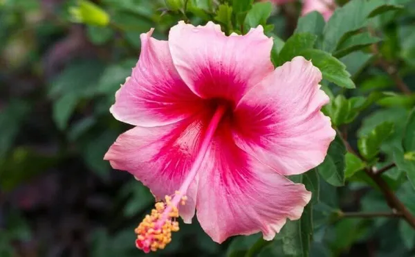 Adenium_Plant_(Hybrid,_Pack_of_1)