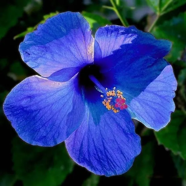 Hibiscus_Plant_(Hybrid,_Pack_of_1)